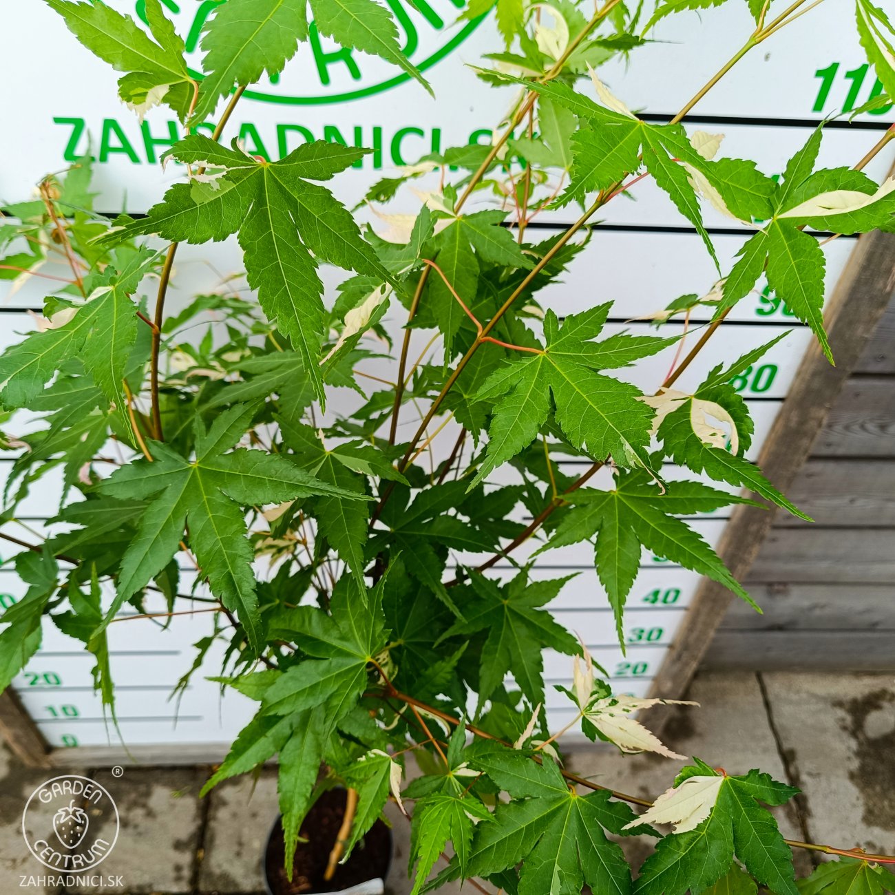 Obrázok Javor dlaňolistý (Acer palmatum) 'Oridono Nishiki' - výška 110-120 cm, kont. C4L - NA KMIENKU 